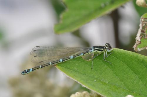 Réf. 183 933 : Coenagrion scitulum